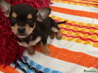 Chihuahua dogs Only 1 Left now! Adorable Chihuahua black/tan boy - Advert 10