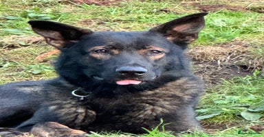 Mixed Breed dogs - Advert 14