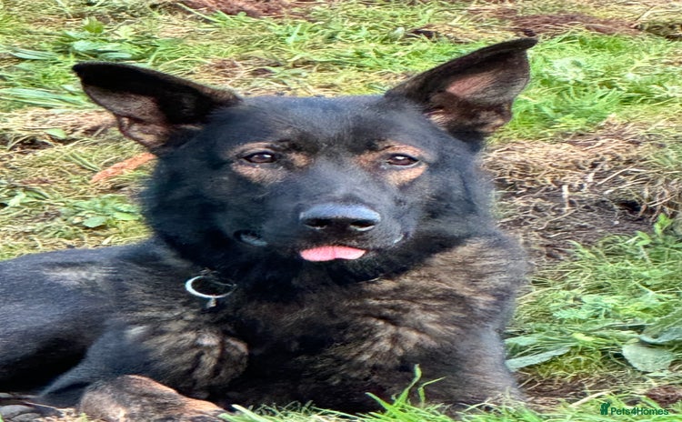 Mixed Breed dogs - Advert 4