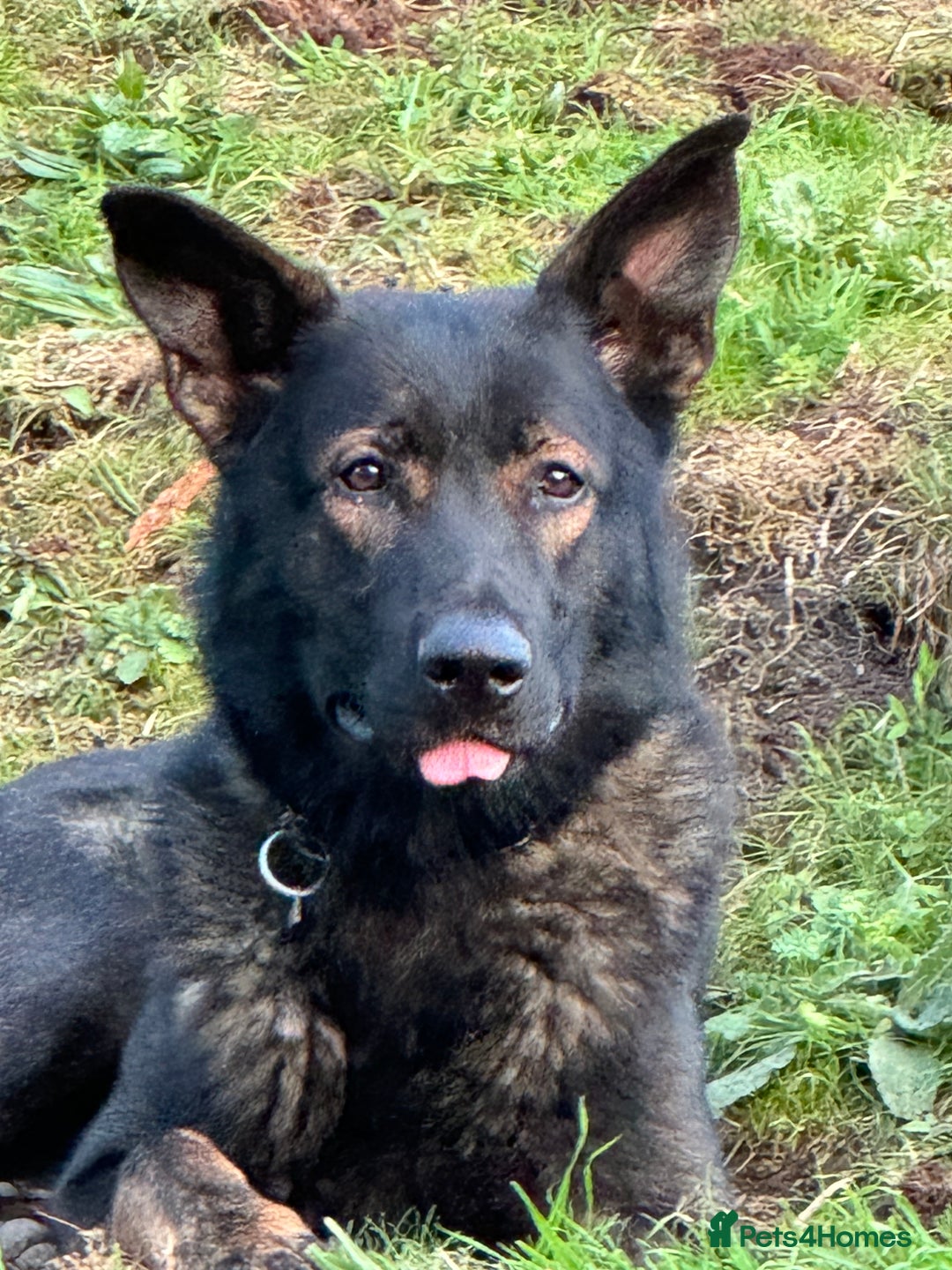 Mixed Breed dogs for sale: 3 year old German Shepard x Belgium shepherd  - Image 1