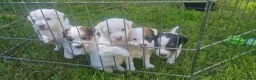 Mixed Breed dogs for sale: Parson Jack Russel Puppies For Sale in Llanfechain - Advert 21