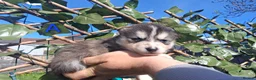 Pomsky dogs for sale: 7 beautiful pomskies - Advert 4