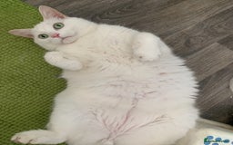 Mixed Breed cats for sale: Indoor cat seeks new lap - Image 2