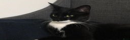 Domestic Shorthair cats for sale: Harmony looking for a home - Advert 6