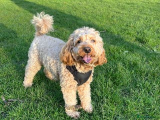 Toy Poodle dogs Leo health checked ✅ - Advert 1