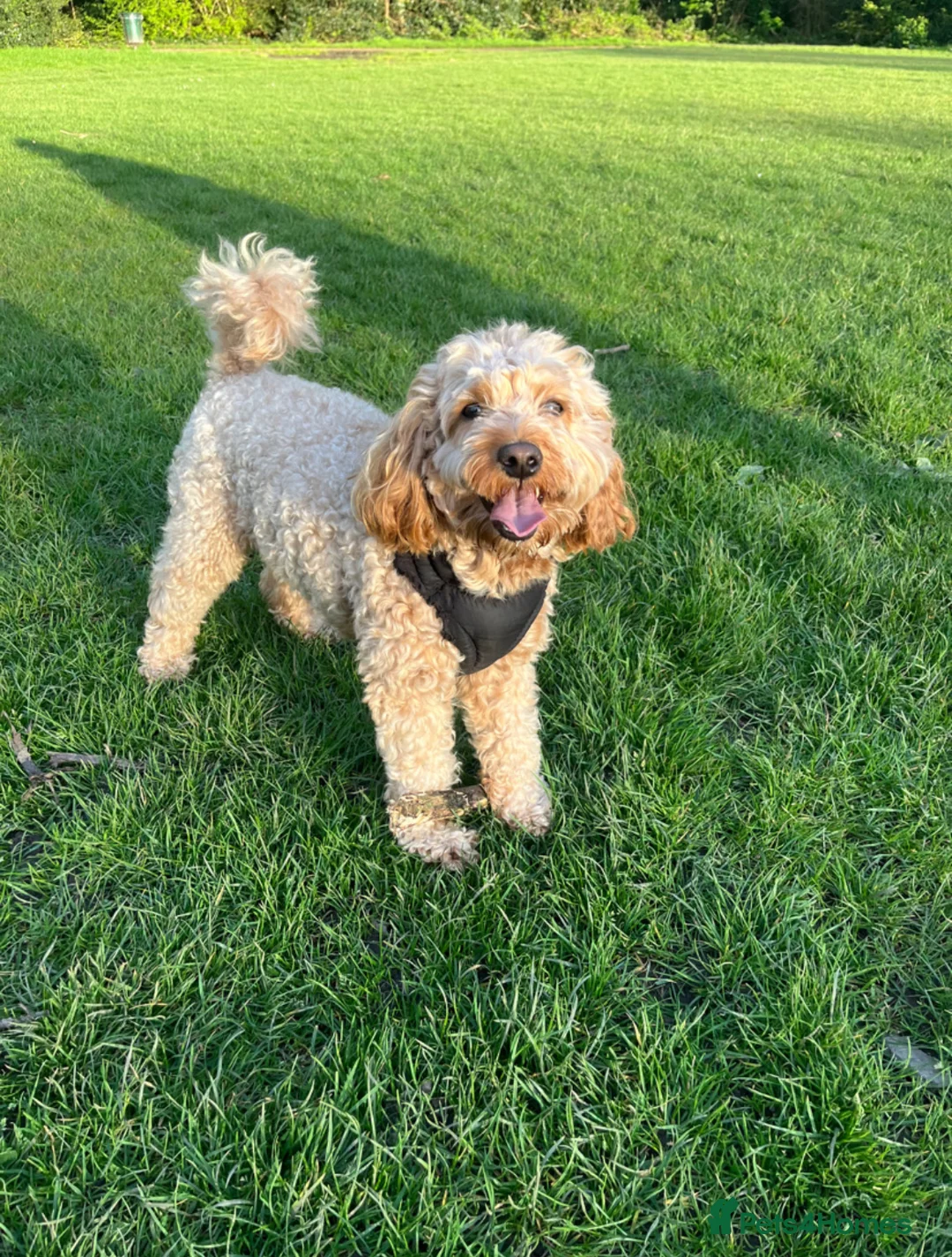 Toy Poodle dogs for stud: Leo health checked ✅  - Advert 1