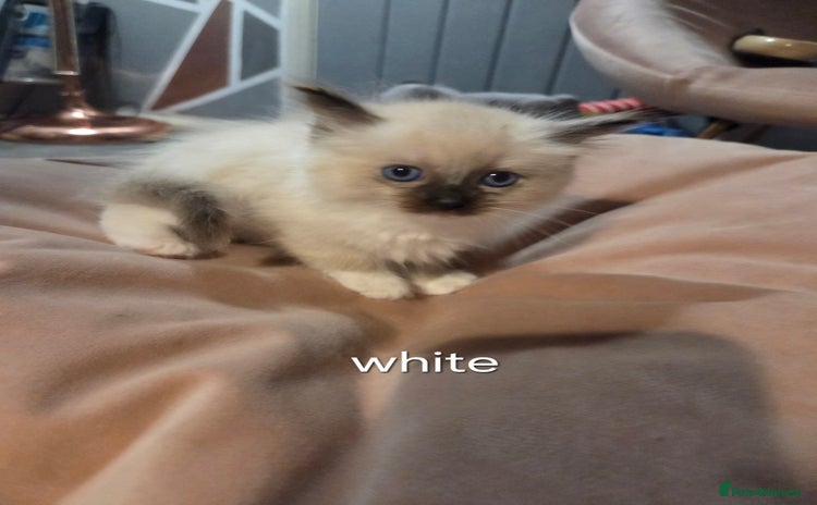 Ragdoll cats - Advert 1
