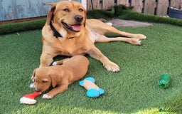 Mixed Breed dogs for sale: Beautiful bella - Image 4