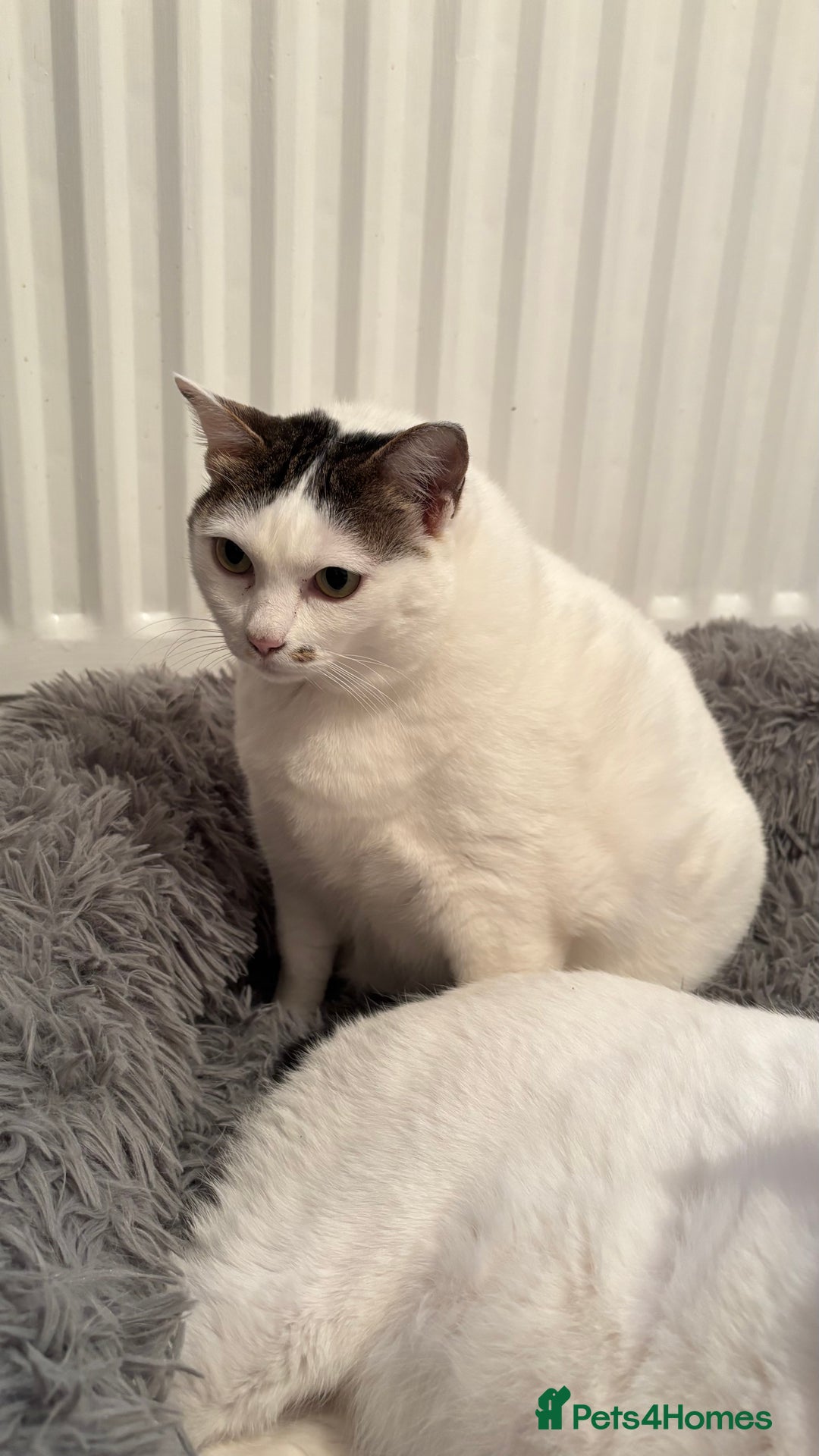 Thai cats for sale: Our 3 Beloved Indoor Cats Need a Forever Home - Advert 7