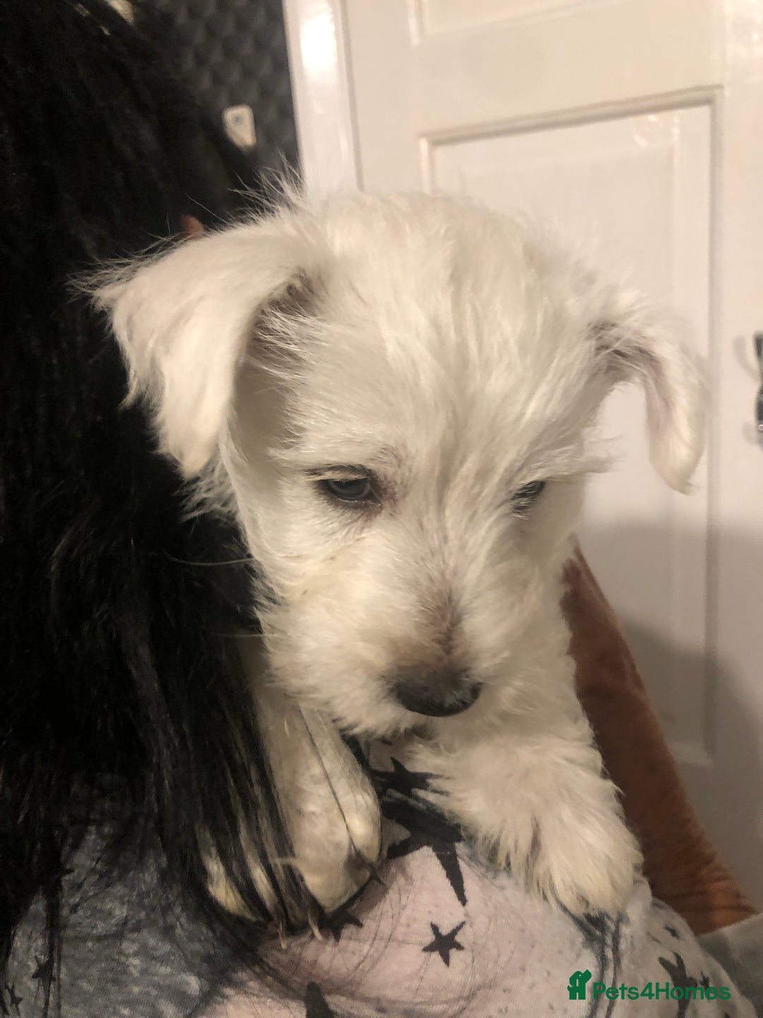 West Highland Terrier dogs for sale: Beautiful west highland puppies for sale - Image 14