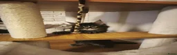 Maine Coon cats for sale: Beautiful Maine Coon kittens - Advert 5