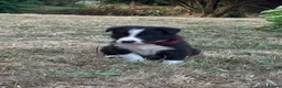Border Collie dogs for sale: Stunning Border Collie Puppies in Llandovery - Advert 3