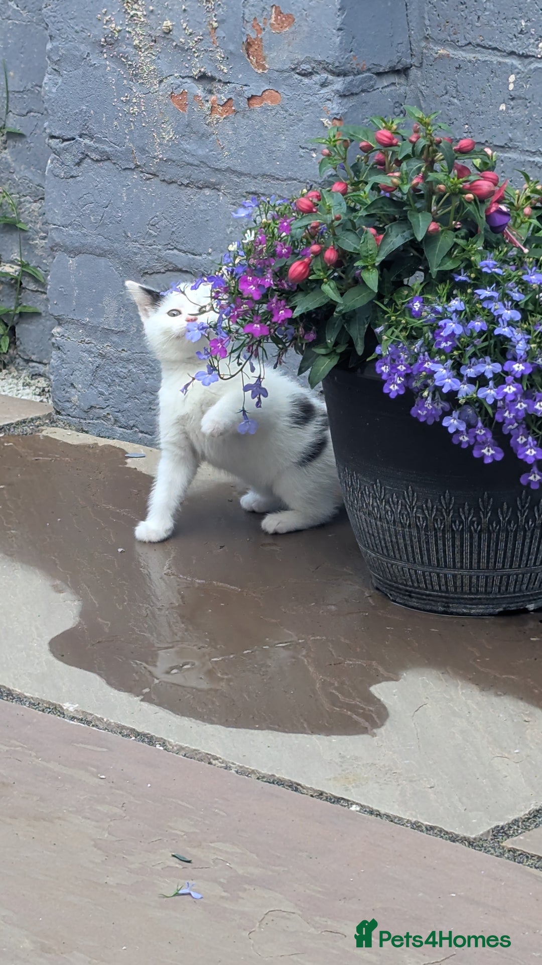 British Shorthair cats for sale: Beautiful playful kittens - Image 7