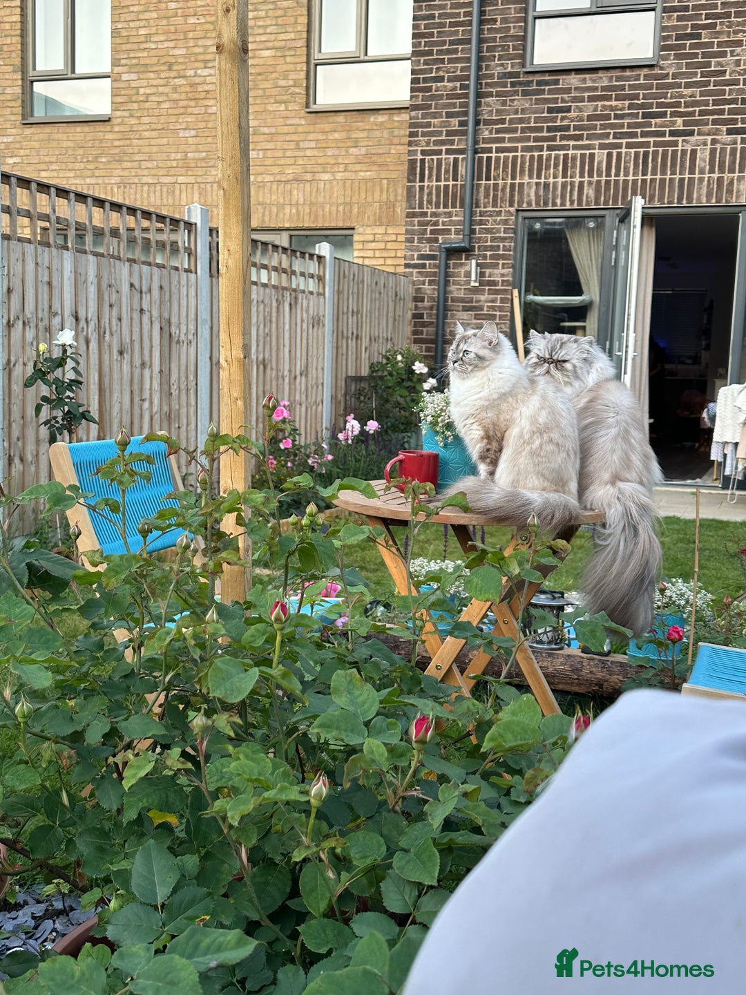 Persian cats for sale: 🐾 Beautiful Himalayan Persian Kittens 🐾 - Image 12