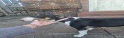 Bull Terrier dogs for sale: English bull terrier  - Advert 3