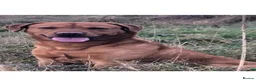 Labrador Retriever dogs for sale: WORKING KC REG FOX RED LABRADOR PUPPIES FOR SALE  - Advert 14