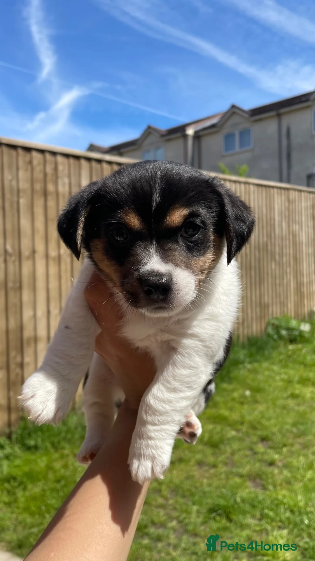 Jack Russell dogs for sale: Handsome Boy 🐶🐾 in Liverpool - Advert 2