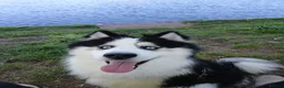 Siberian Husky dogs for sale: Beautiful 15 month pup in Bury Saint Edmunds - Advert 5