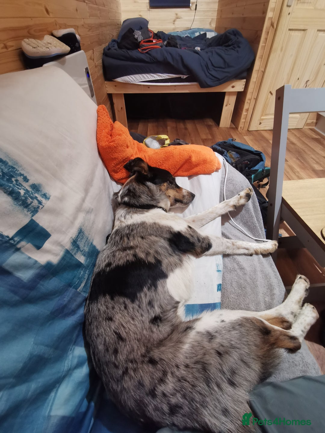 Border Collie dogs for sale: 18 month old energetic border collie - Image 4