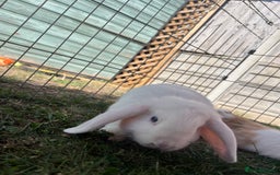 Mini Lop rabbits for sale: Male mini lop  - Image 2