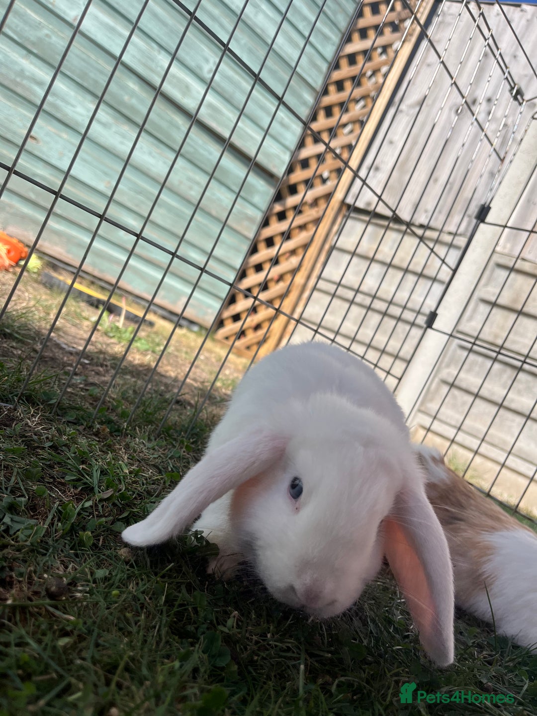 Mini Lop rabbits for sale: Male mini lop  - Image 2