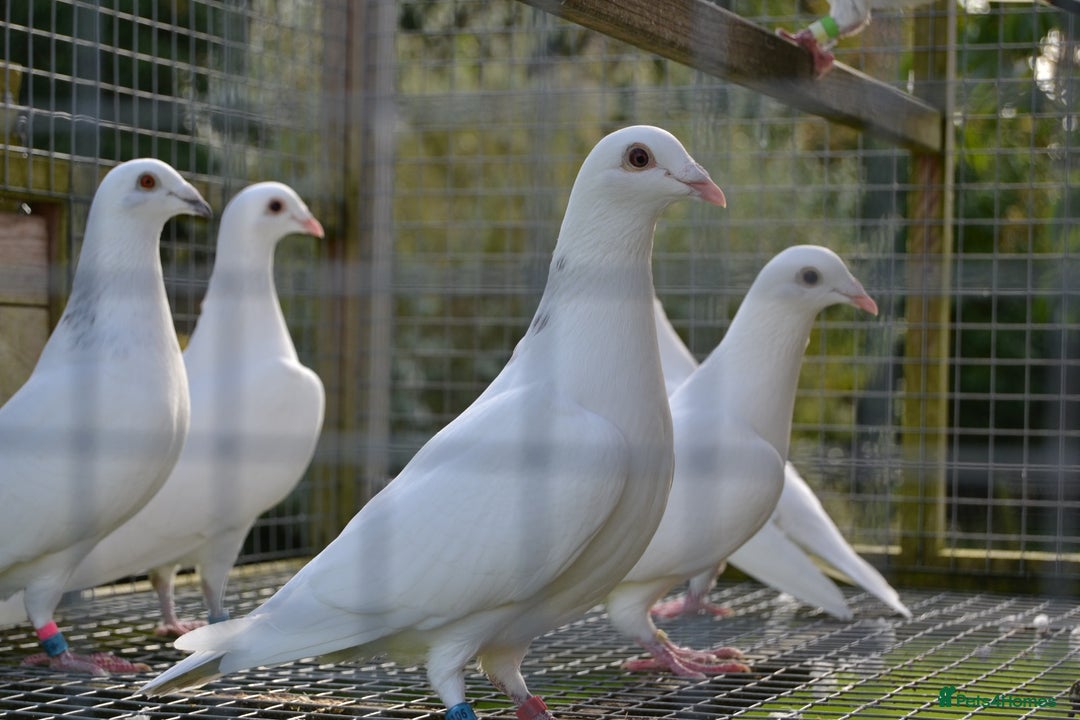 Pigeons birds for sale: White pigeons  - Image 4