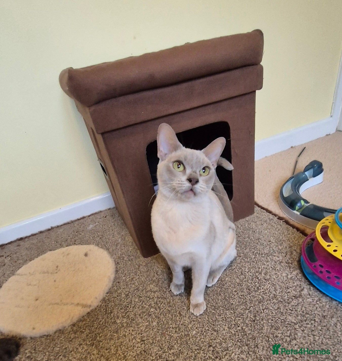 Burmese cats Gorgeous Lilac Female Burmese Cat - Advert 2