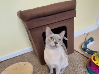 Burmese cats Gorgeous Lilac Female Burmese Cat - Advert 2