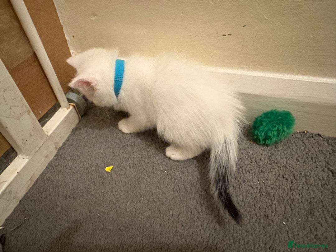 Domestic Shorthair cats for sale: Domestic Shorthairs - 6 Left - Advert 11