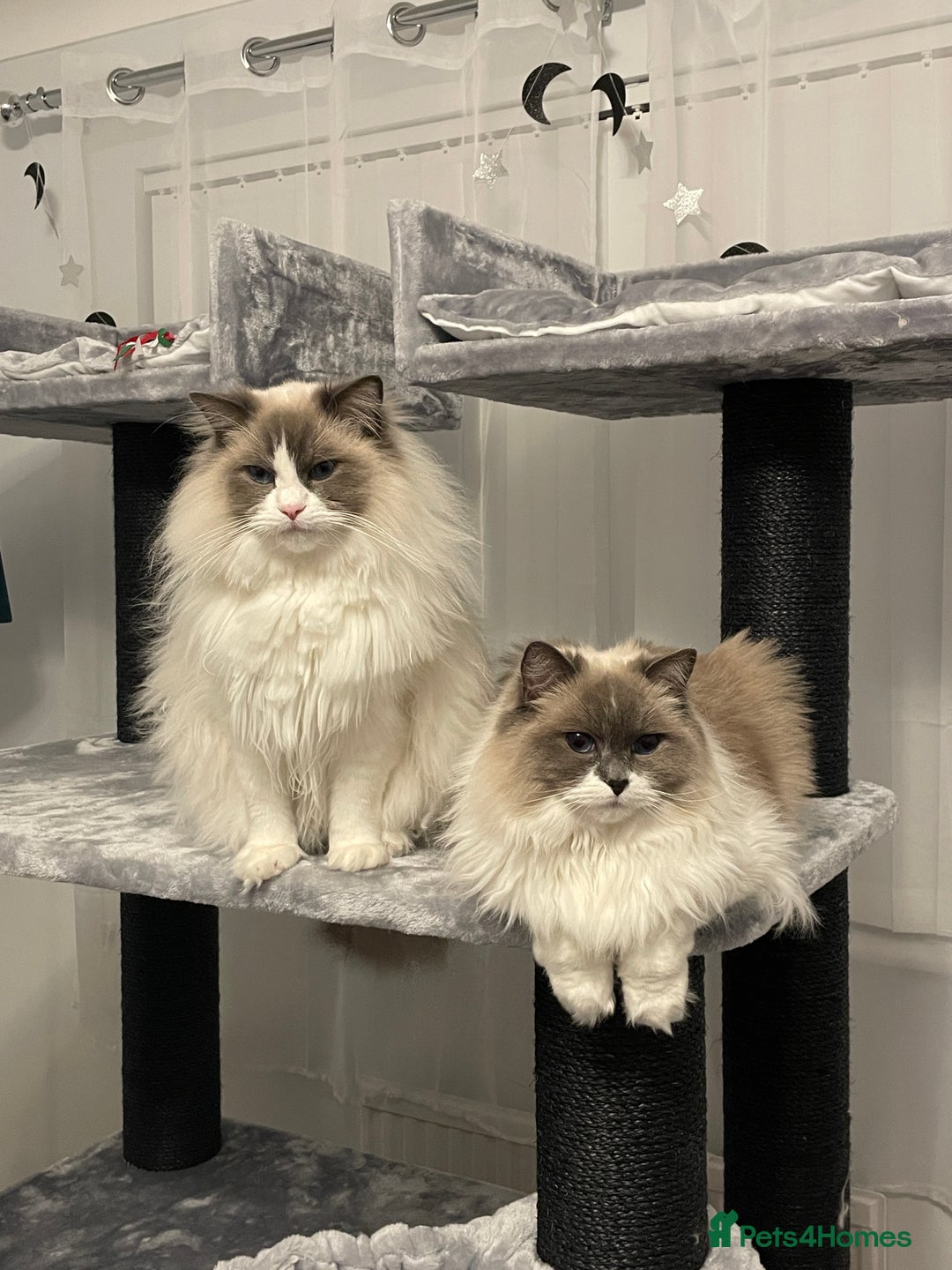 Ragdoll cats for sale: Brother Sister Ragdolls for Rehoming  - Image 5
