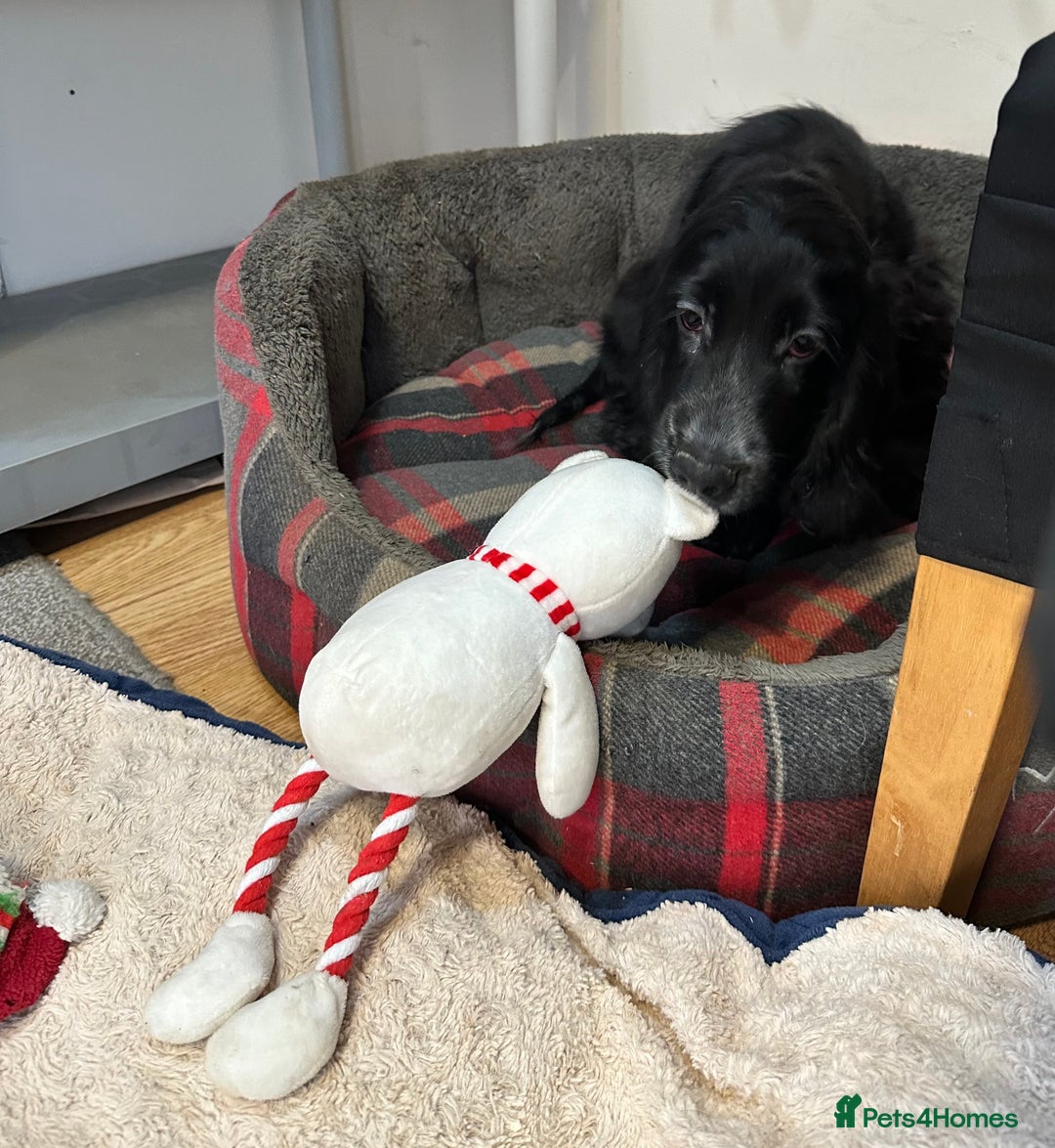 Cocker Spaniel dogs for sale: Handsome 4 month old black boy - Advert 10