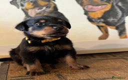 Rottweiler dogs for sale: LAST PUPS REMAINING. READY TO LEAVE  - Image 13