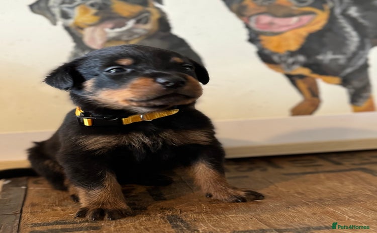 Rottweiler dogs - Advert 14