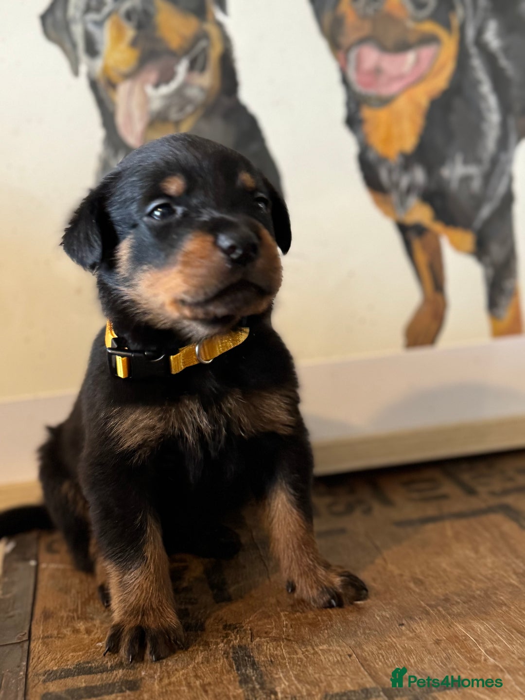 Rottweiler dogs for sale: LAST PUPS REMAINING. READY TO LEAVE  - Image 13