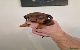 Dachshund dogs for sale: Miniature Smooth Haired Dachshund Puppies - Image 12