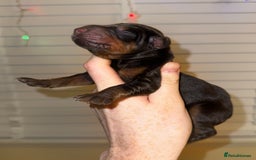 Dobermann dogs for sale: Champion bloodline  - Advert 8