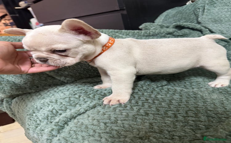 French Bulldog dogs French Bulldog puppies 🐶❤️ KC reg - Advert 3