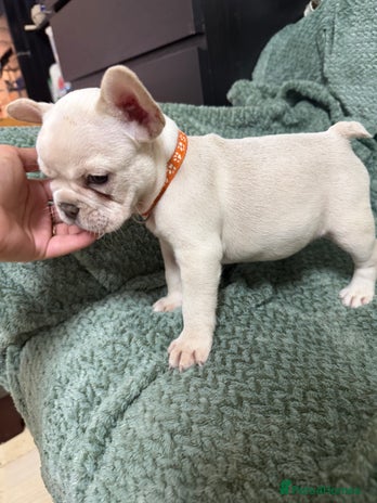 French Bulldog dogs French Bulldog puppies 🐶❤️ KC reg - Advert 3