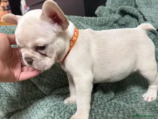 French Bulldog dogs for sale: One girl left.French Bulldog puppies 🐶❤️ KC reg - Advert 2
