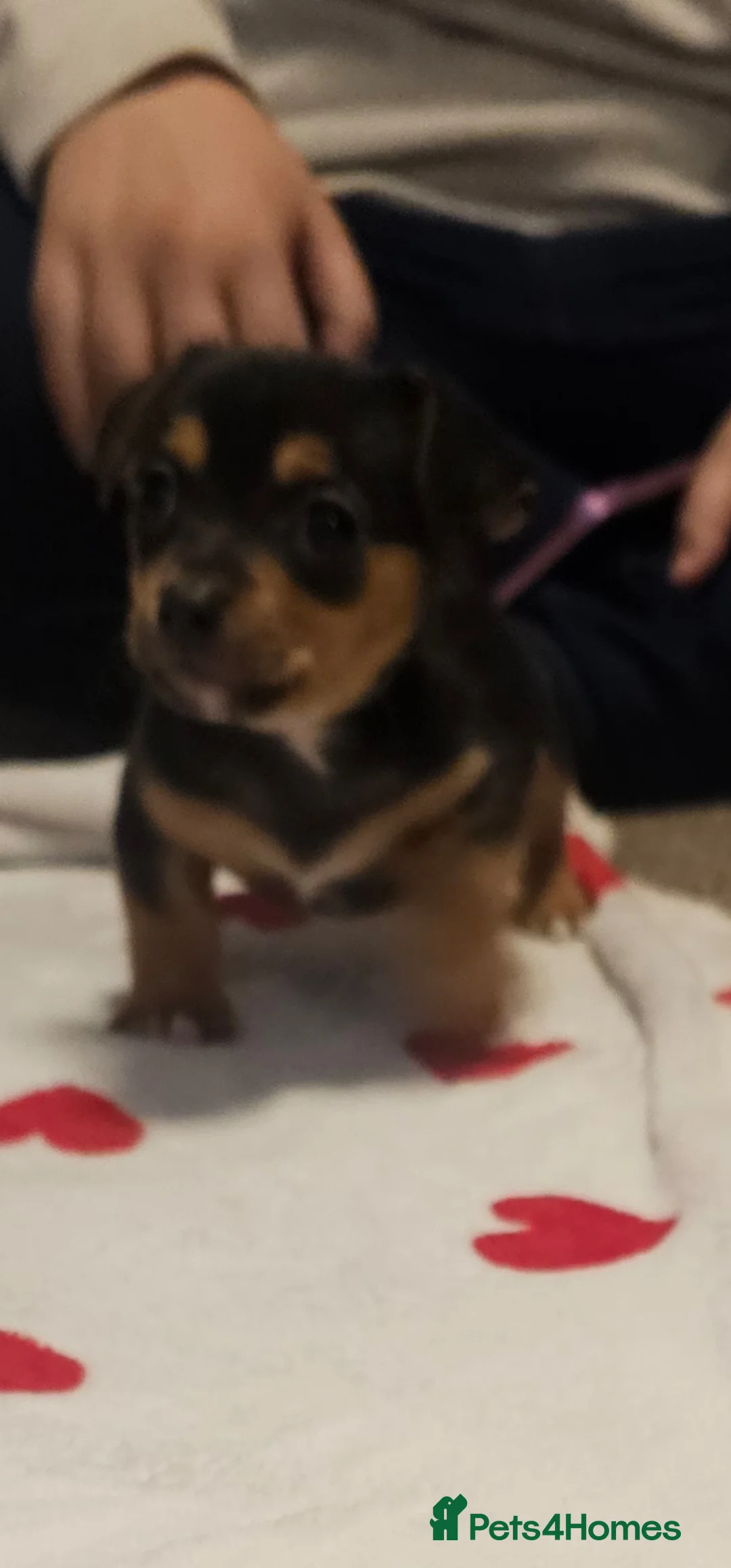 Jack Russell dogs for sale: 2  beautiful jack russle pups  in Wimborne - Advert 1
