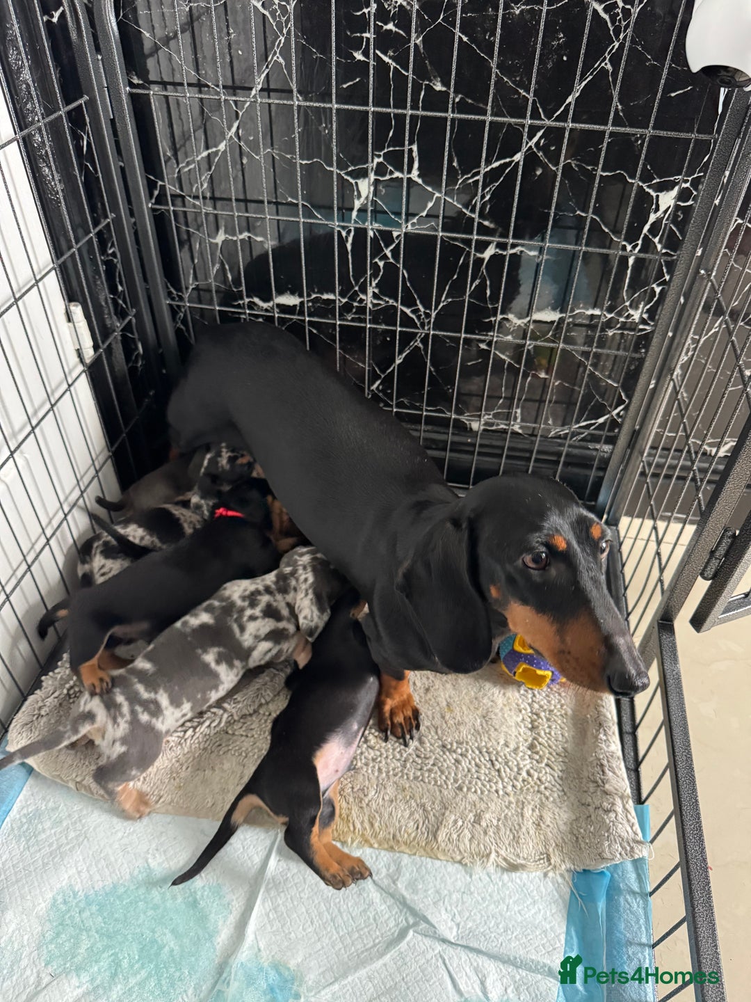 Dachshund dogs for sale: Miniature dachshunds - Image 9