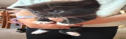Mixed Breed cats for sale: Beautiful black and white kittens  in Bristol - Advert 10