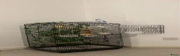 Budgerigars birds for sale: Large Budgie cage in Manchester - Advert 2