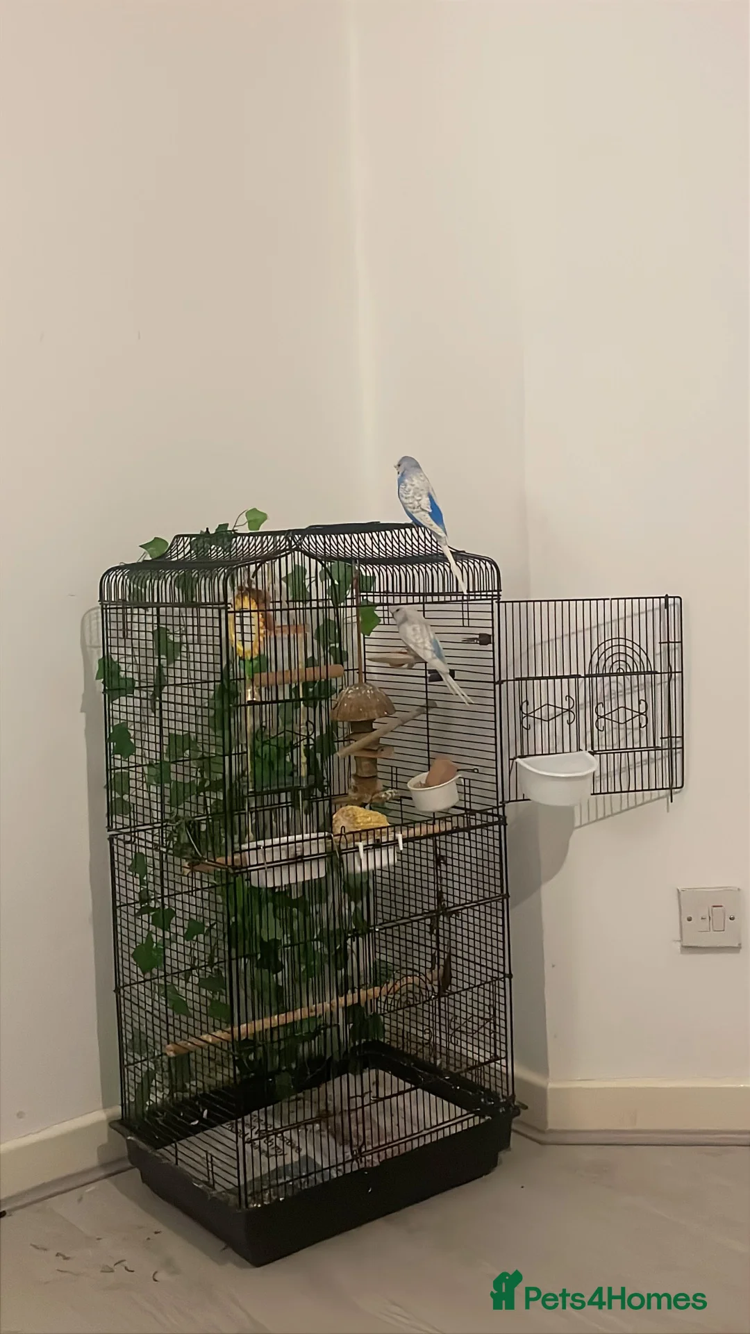 Budgerigars birds for sale: Large Budgie cage in Manchester - Advert 2