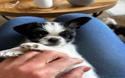 Mixed Breed dogs for sale: Shitzu cross pug LAST BOY - Image 1
