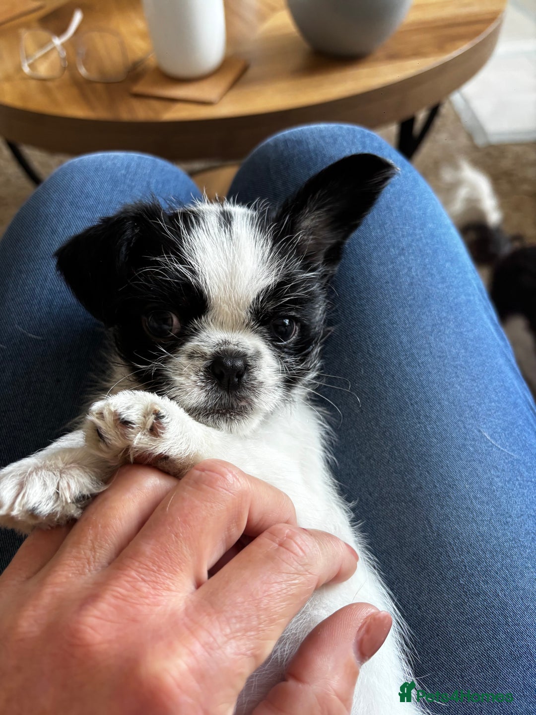 Mixed Breed dogs for sale: Shitzu cross pug LAST BOY - Image 1