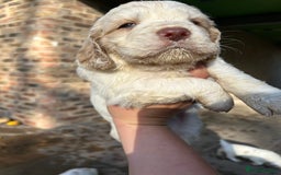 Clumber Spaniel dogs for sale: Clumber spaniel Puppies For Sale COI 6.4% - Advert 17