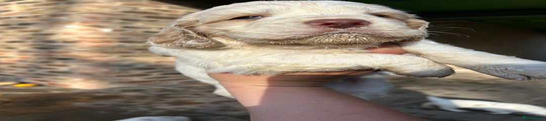 Clumber Spaniel Puppy 2