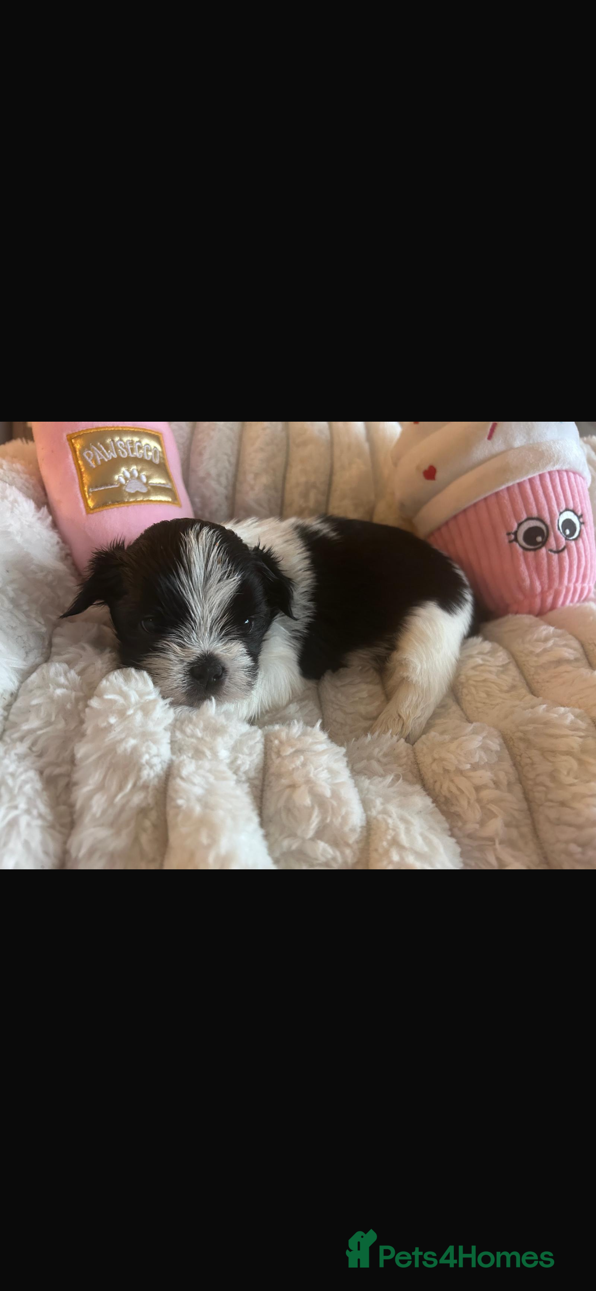 Lhasa Apso dogs Fantastic KC reg Lhasa Apso puppies  - Advert 15