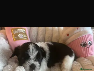 Lhasa Apso dogs Fantastic KC reg Lhasa Apso puppies - Advert 15